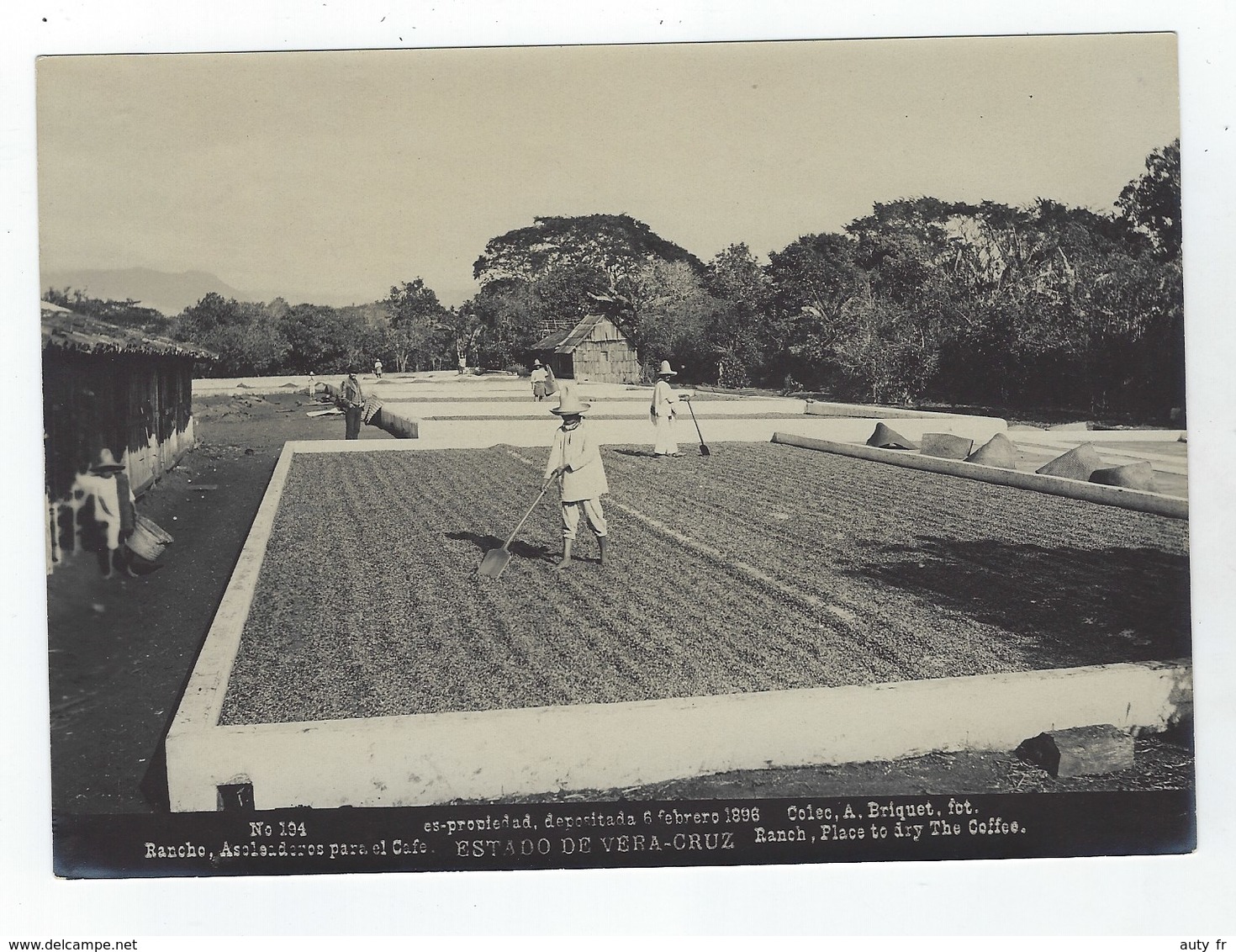 Estado De VERA-CRUZ - Rancho - Asoleaderos Para El Cafe - Foto A. Briquet 1896 - N° 194 - Ancianas (antes De 1900)