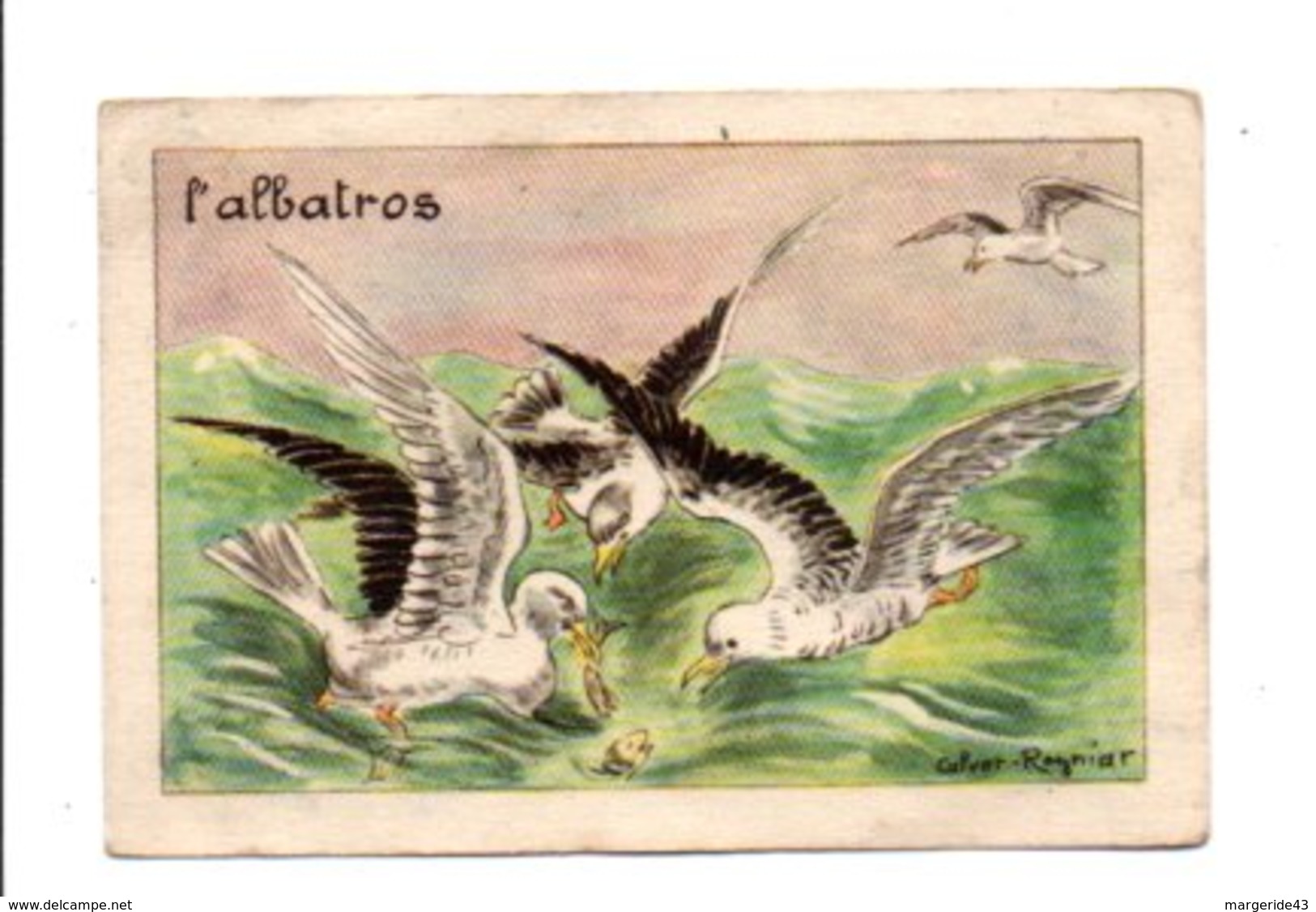 CHROMOS BON POINT - OISEAUX - L'ALBATROS - Other & Unclassified