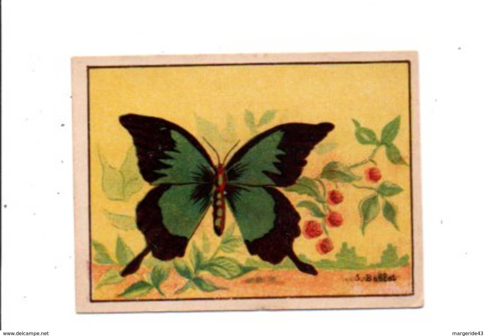 CHROMOS BON POINT - PAPILLONS - PAPILIO FLORENTA - Chèques & Chèques De Voyage