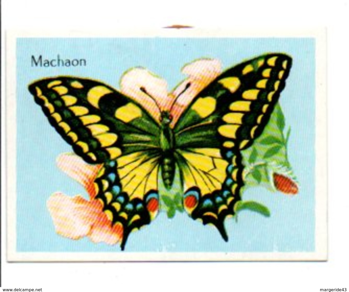 CHROMOS BON POINT - PAPILLONS - MACHAON - Other & Unclassified