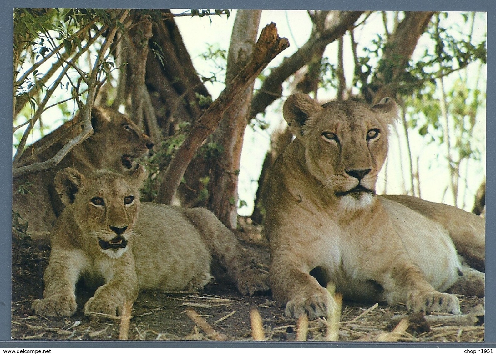 CPM - LIONNE ET SES FILS - Lions