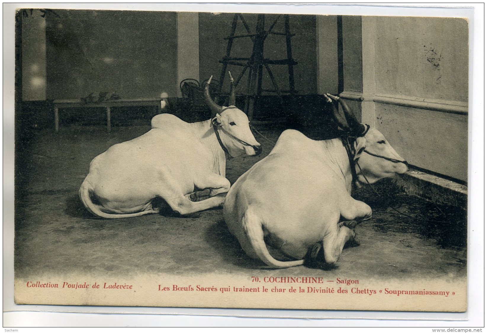 VIETNAM TONKIN COCHINCHINE SAIGON Les Boeufs Sacrés Num 70 Collection Poujade De Ladeveze  - écrite 1910    /D16-2016 - Viêt-Nam