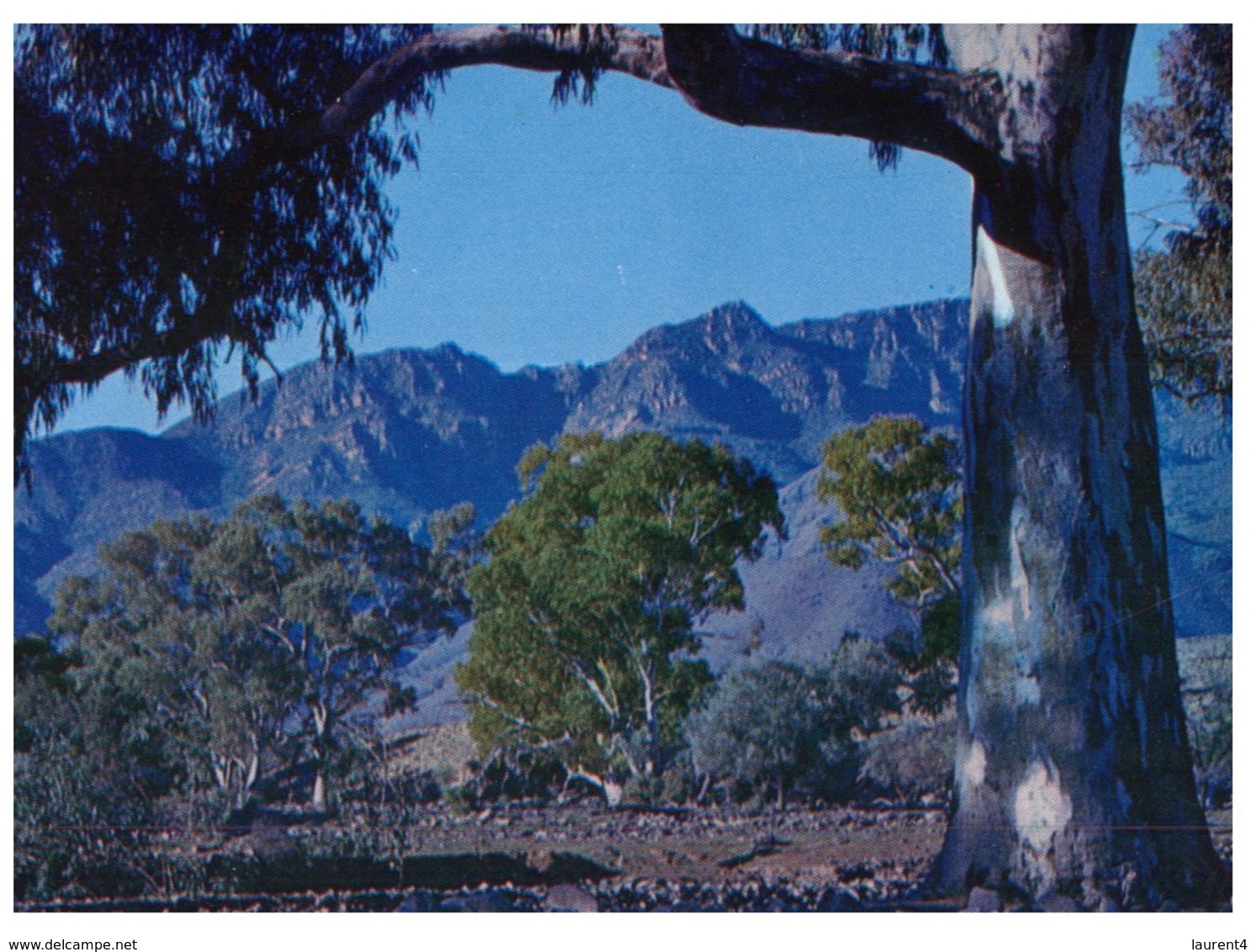 (110) Australia - SA - Flinders Ranges - Flinders Ranges