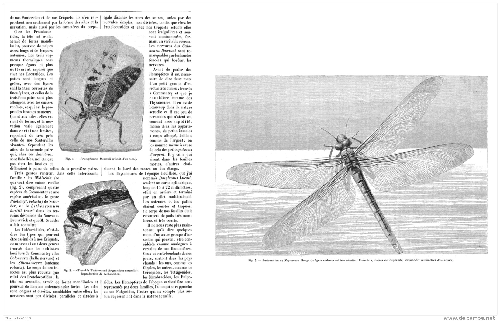 LES INSECTES FOSSILES DES TEMPS PRIMAIRES   1895 (1) - Fossiles