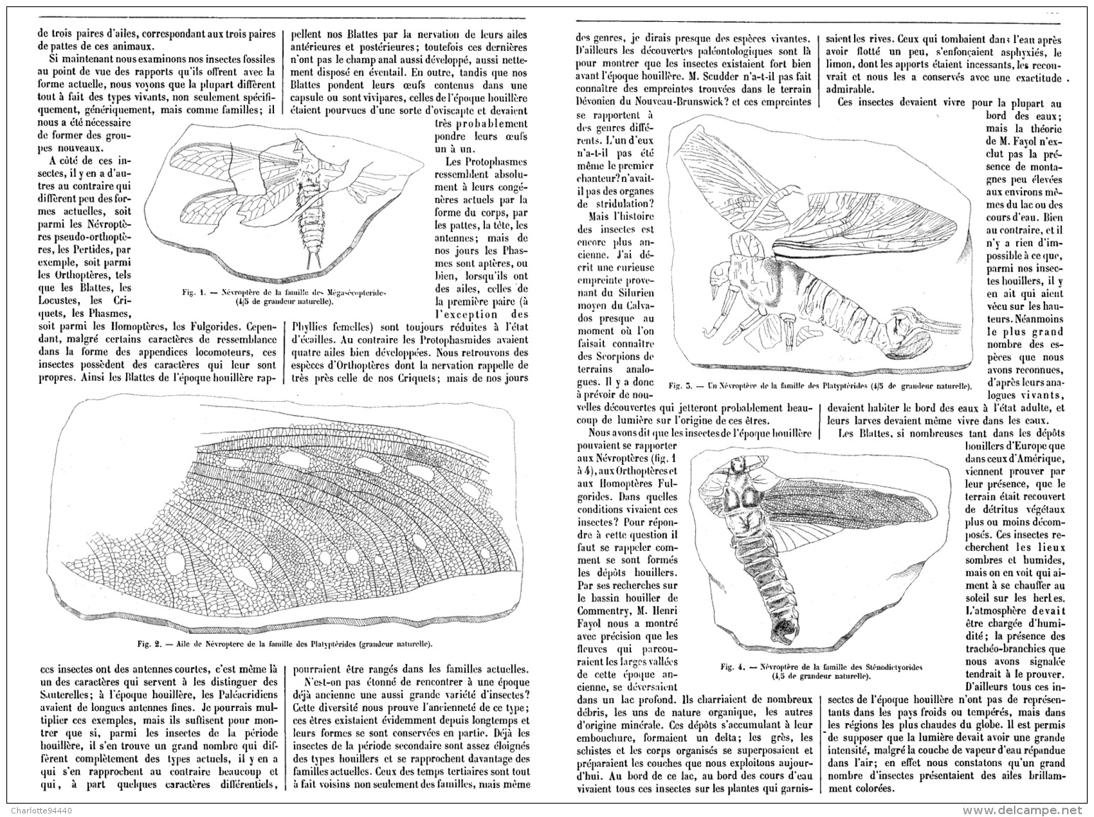 LES INSECTES FOSSILES DES TEMPS PRIMAIRES   1895 (1) - Fossils