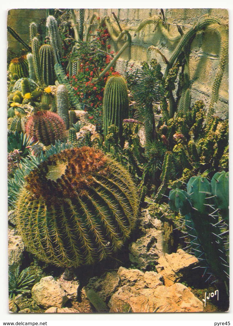 CACTUS - Cactusses