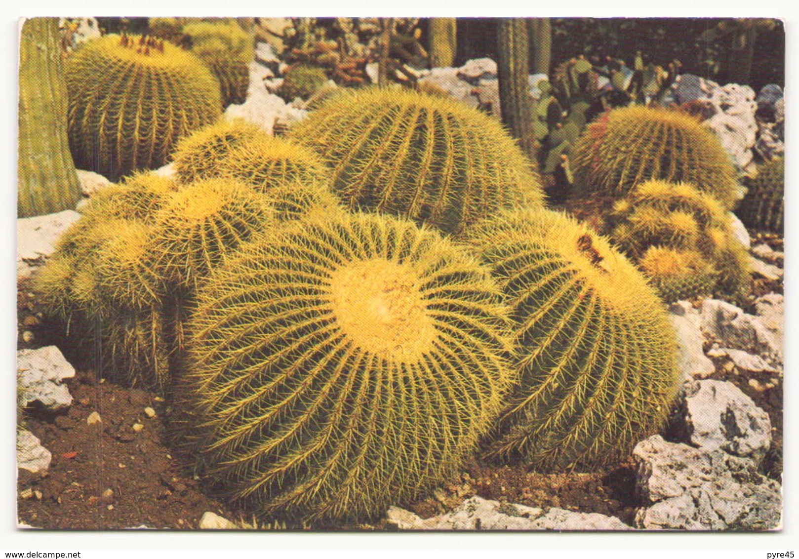 CACTUS COUSSINS DE BELLE MERE - Cactusses