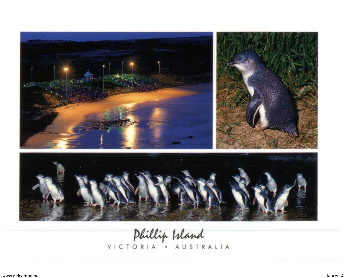 (100) Australia - VIC - Phillip Island - Mornington Peninsula