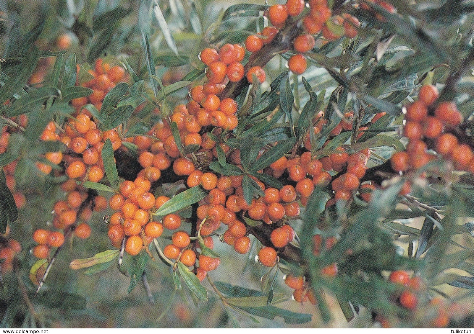 Tyrni - Havsthron - WWF Panda Logo - Sea Buckthorn - Plantas Tóxicas