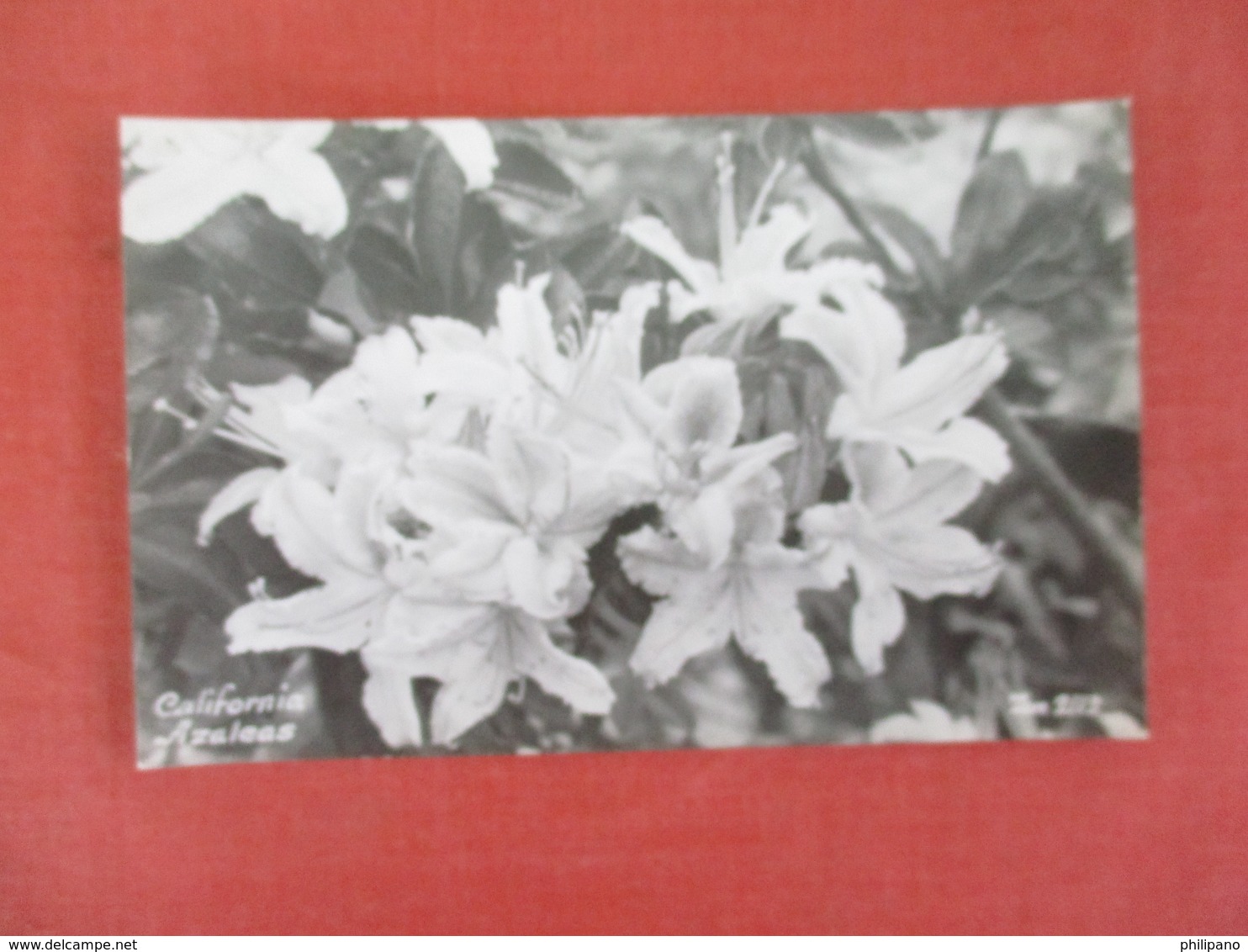 RPPC   Azalea  California  Ref 3061 - Flowers