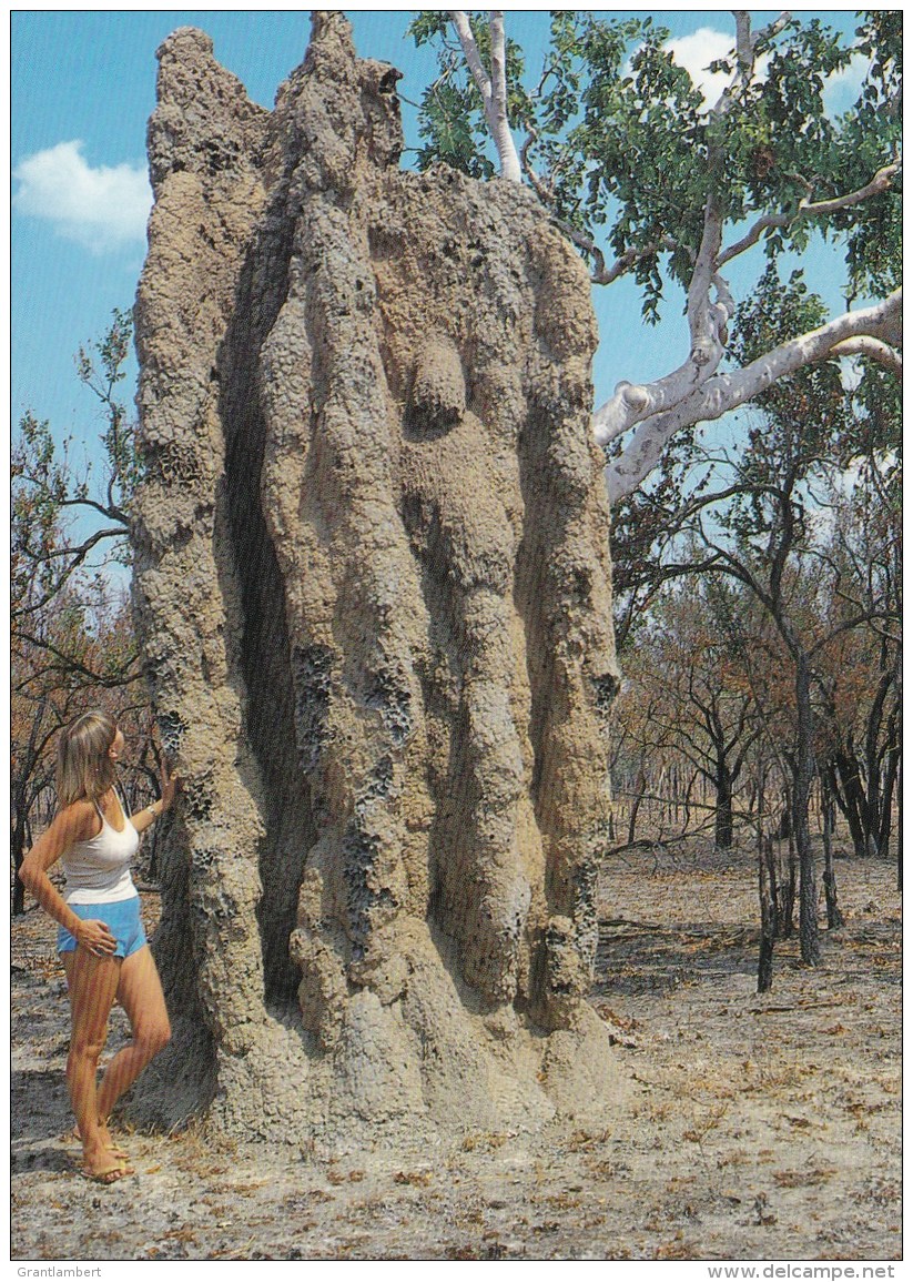 Giant Ant Hill, Northern Territory Unused - Unclassified