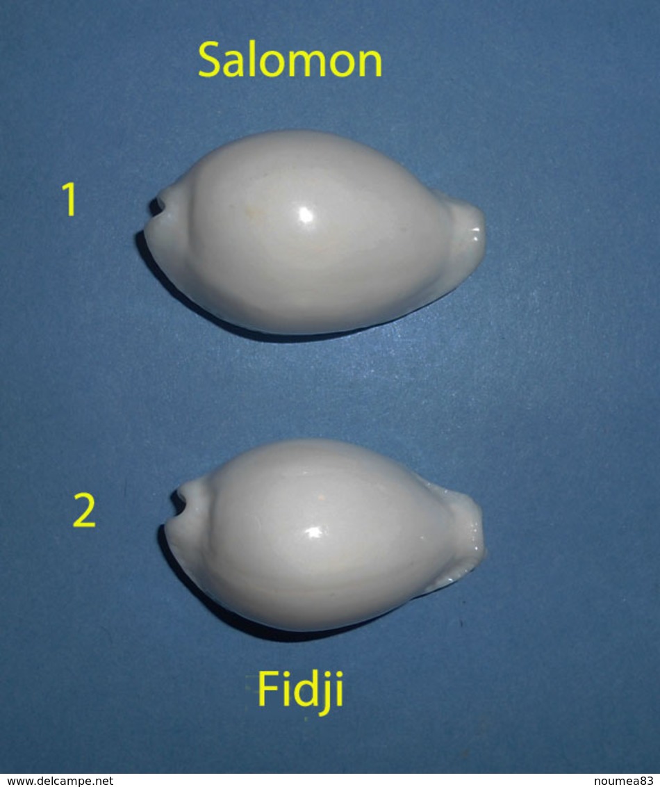 Cypraea Eburnea  Salomon N°1  RARE - Coquillages