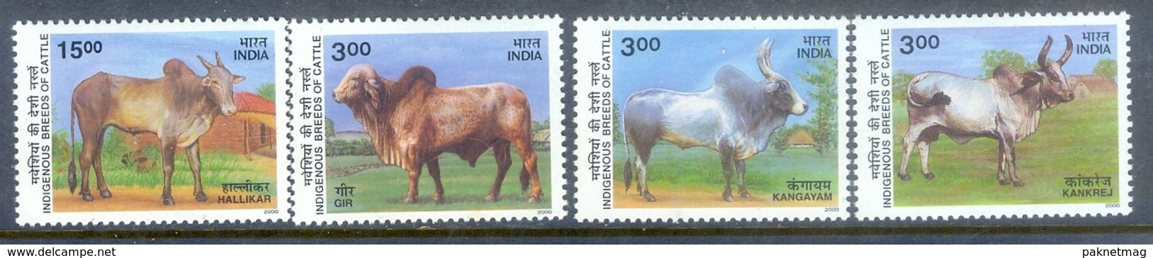 K162- India 2000 Fauna. Breeding Zebus Breeds. - Other & Unclassified