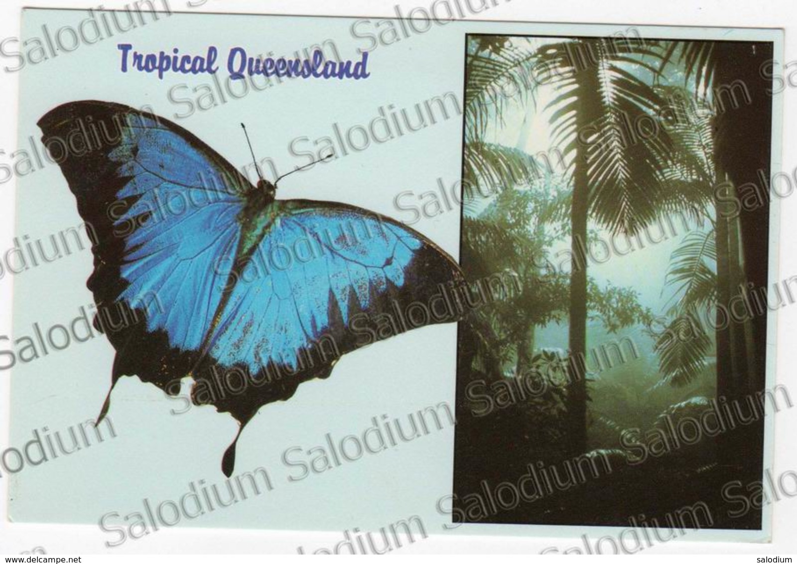 AUSTRALIA - Air Mail - Tropical Rainforest Butterfly Farfalla - Storia Postale - Altri & Non Classificati