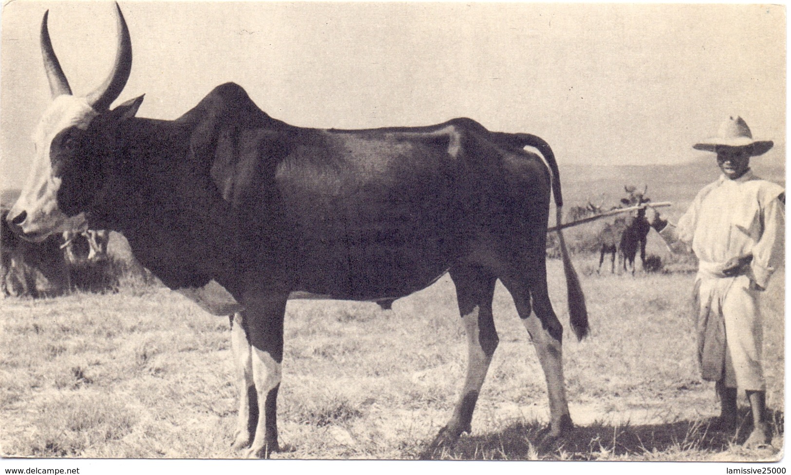 Carte Pub Ionyl Biomarine Tananarive Madagascar Zebu - Briefe U. Dokumente