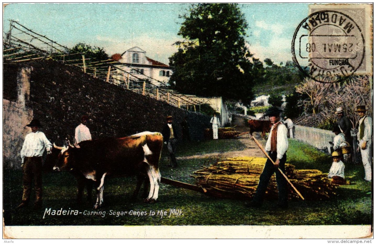 CPA Madeira- Carring Sugar Canes To The Mill, PORTUGAL (760133) - Madeira