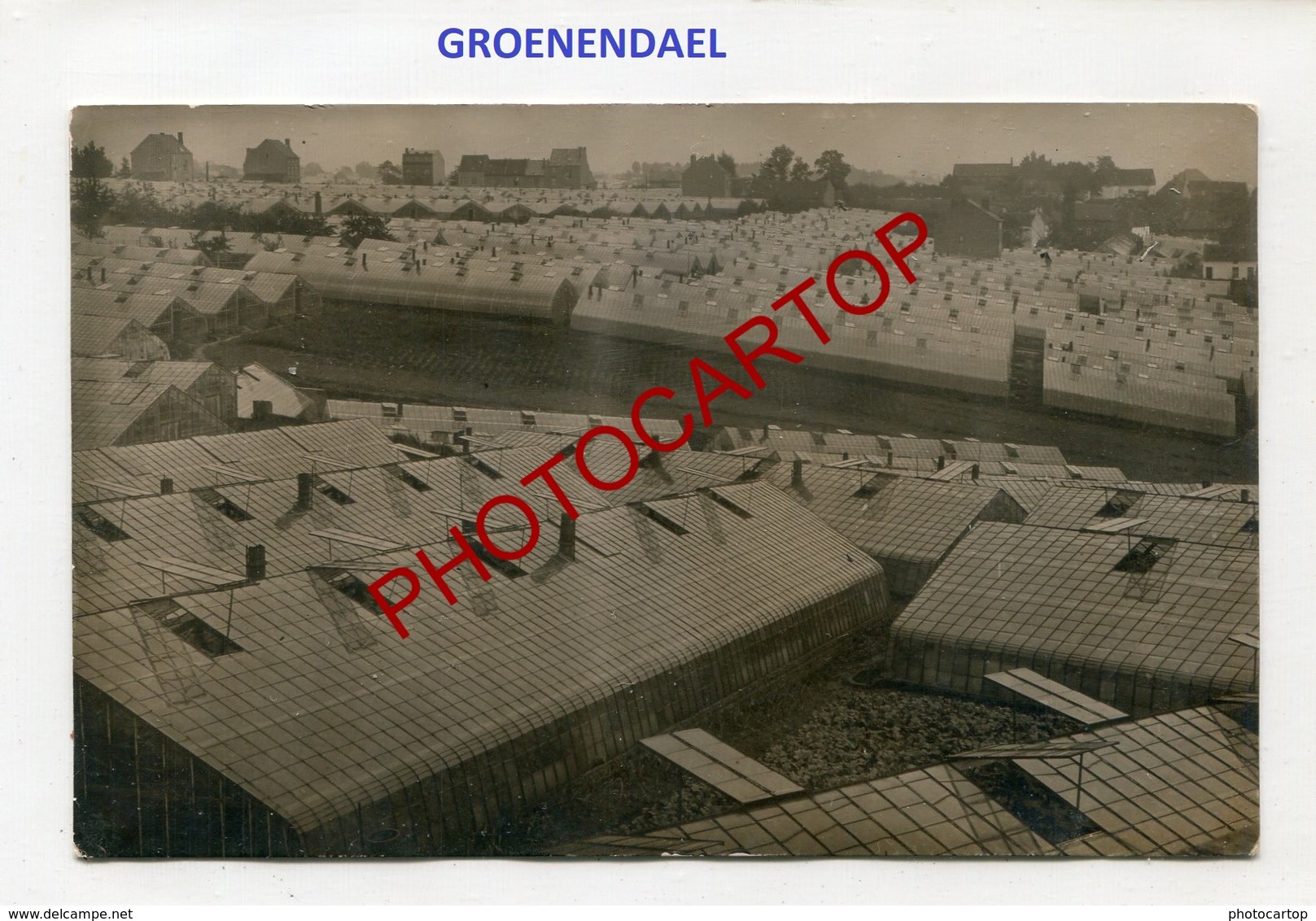 GROENENDAEL-Serres-Legumes-Agriculture-CARTE PHOTO Allemande-Periode Guerre 14-18-1WK-BELGIEN- - Hoeilaart