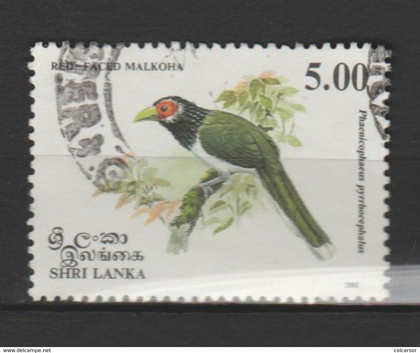 SHRI-LANKA ;N° 1028-1029. - Cuco, Cuclillos