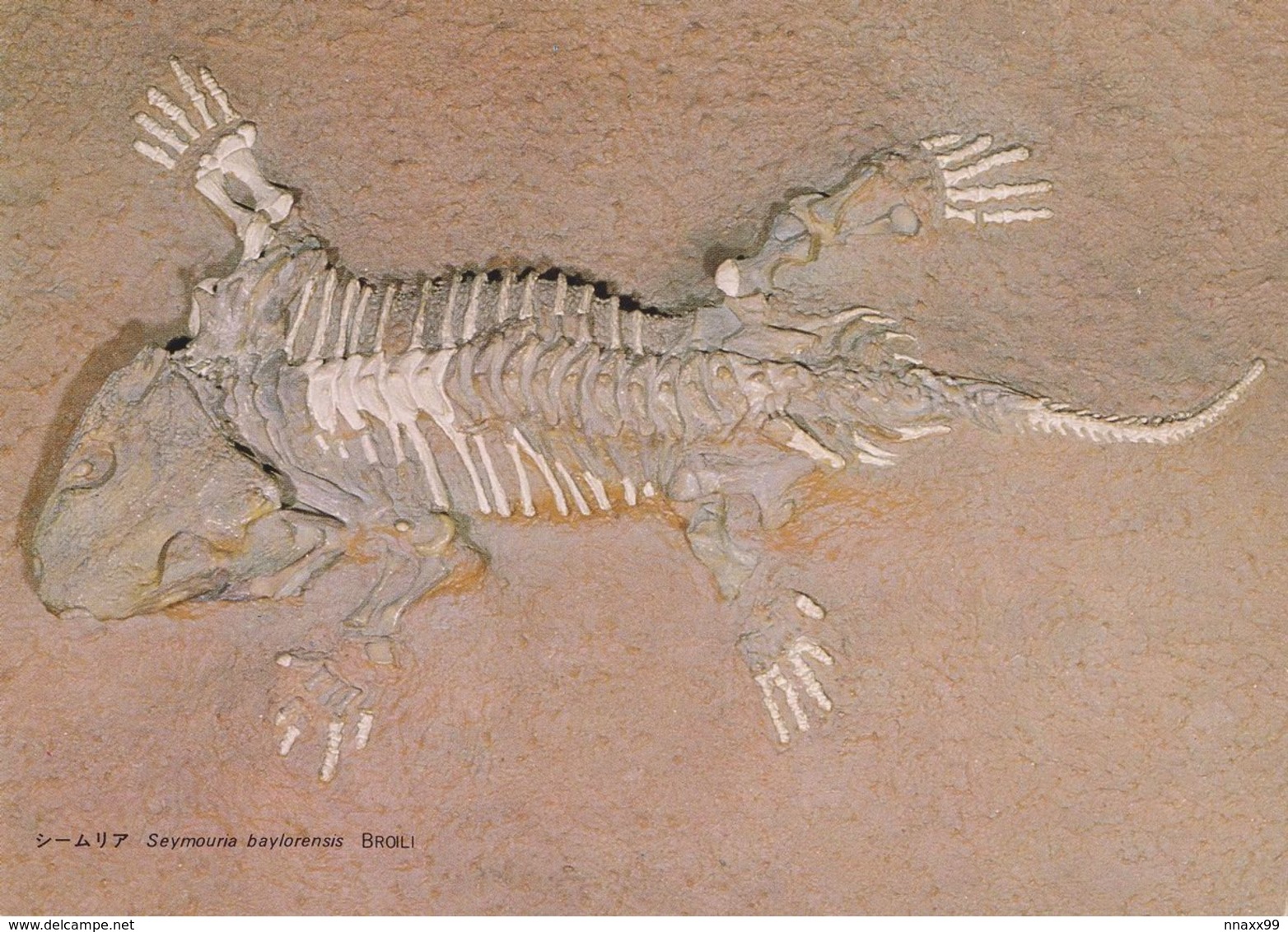 Amphibia - Fossil Of Seymouria Baylorensis BROILI, National Museum Of Nature & Science, Tokyo, Japan - Other & Unclassified