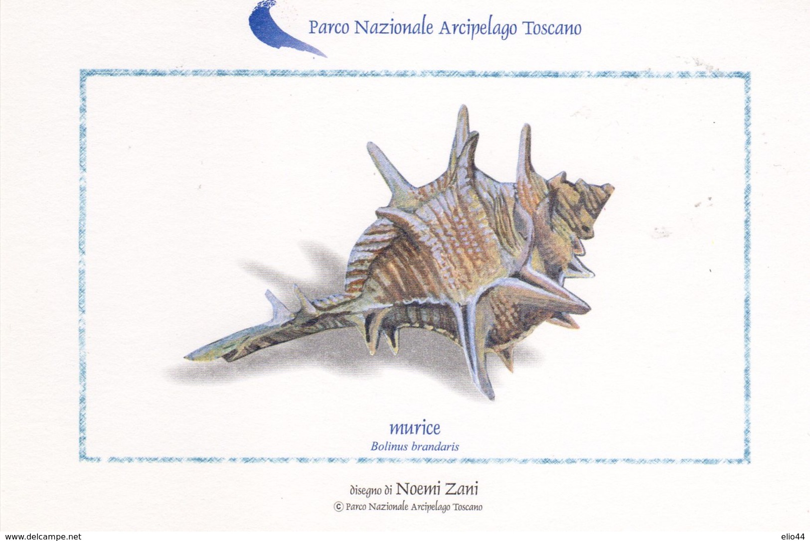 Parco Nazionale Arcipelago Toscano - Murice - - Pesci E Crostacei