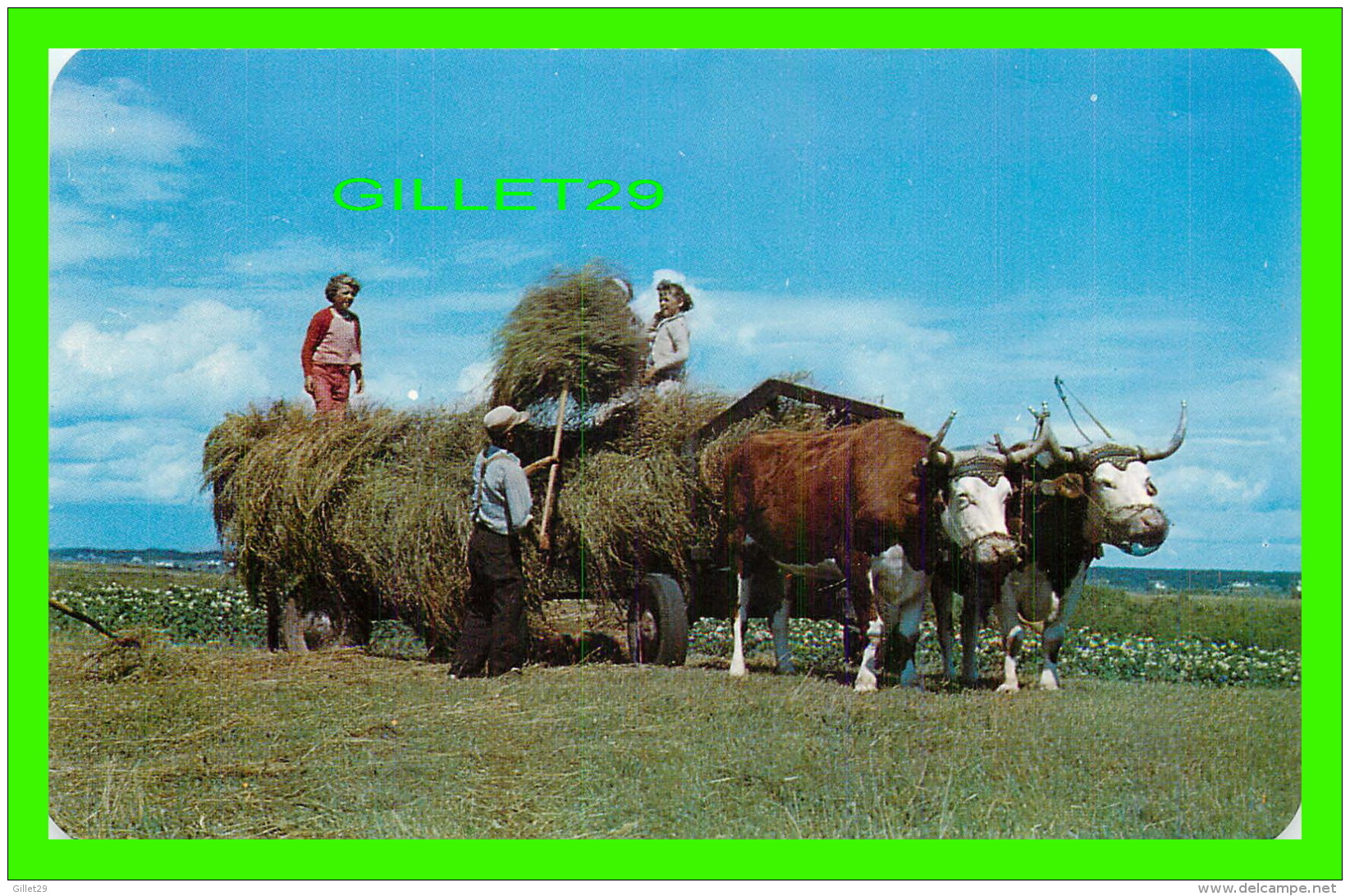 ATTELAGES - DE BOEUF TIRE VOITURE DE FOIN - MAYMAKING WITH OXEN IN WESTERN NOVA SCOTIA -  DEXTER - - Attelages