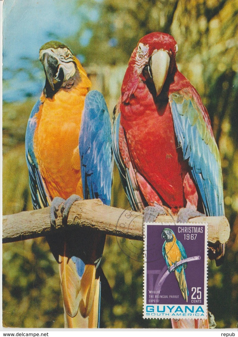 Guyana Carte Maximum 1967 Oiseau Perroquet 259 - Guyane (1966-...)