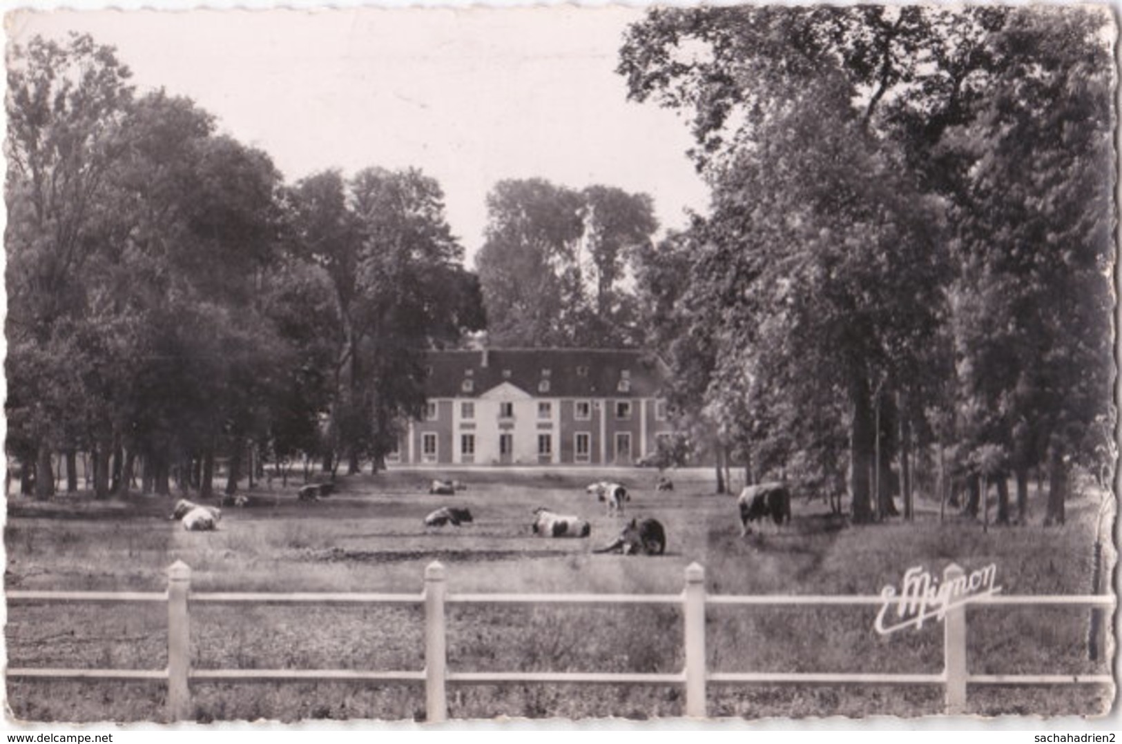 89. Pf. CHARMOY. Domaine Des Charmeaux. Un Groupe De Taureaux Devant Le Manoir. 6505 - Charmoy