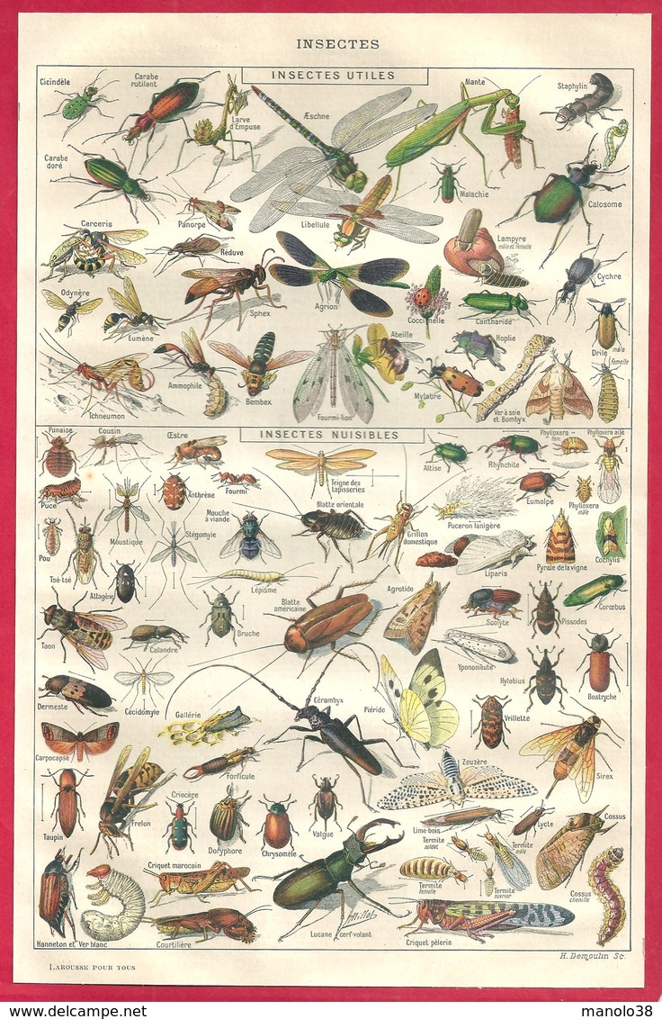 Insectes Utiles Et Nuisibles, Illustration Adolphe Millot, Larousse 1908 - Autres & Non Classés