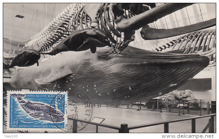 MARINE MAMMALS, BLUE WHALE, CM, MAXICARD, CARTES MAXIMUM, 1968, T.A.A.F. - Ballenas