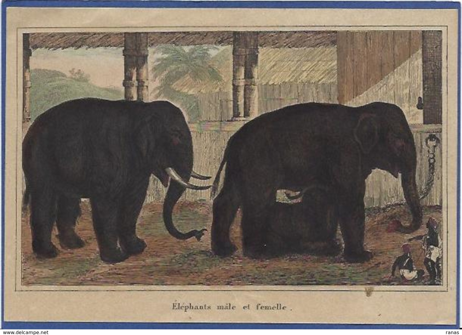 éléphant Non Circulé Dos Neutre Non Imprimé Litho Document Ancien Inde India - Éléphants