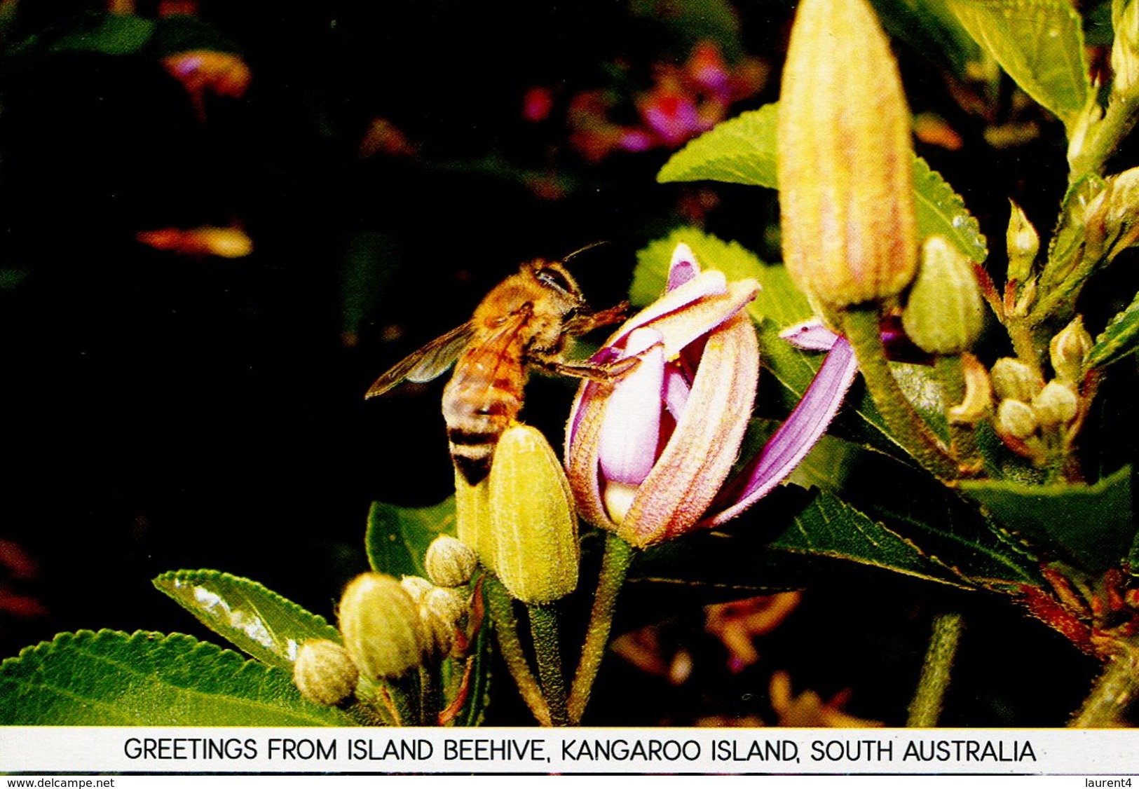 (70) Australia - With Stamp At Back Of Card - SA - Kangaroo Island Bee - Kangaroo Islands