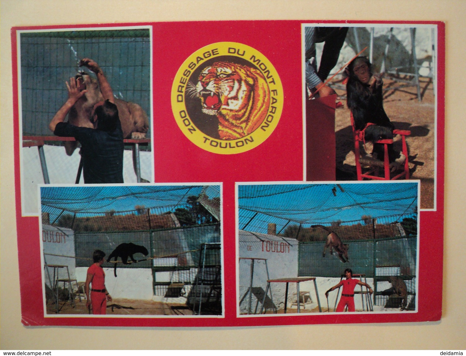 CPSM TOULON. 1980. VUE MULTIPLE ZOO DRESSAGE DU MONT FARON. VAR. 83 CHIMPANZE / PUMA / PANTHERE NOIRE ET DRESSEURS. - Toulon