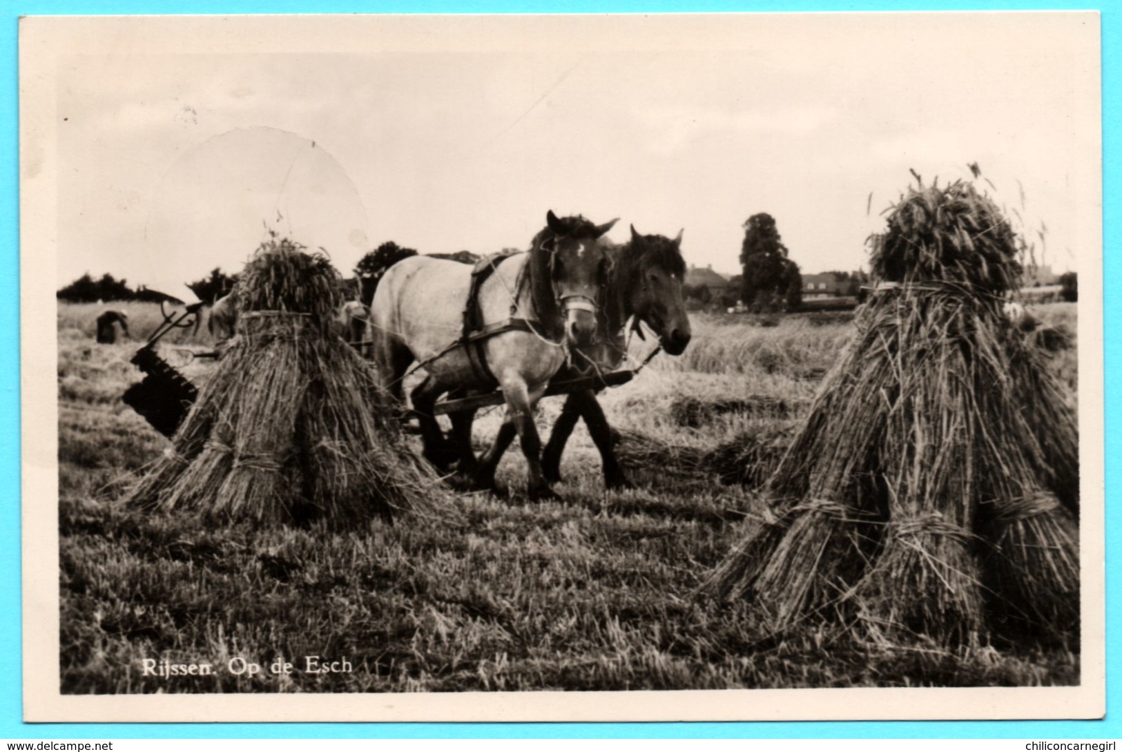 Rijssen Op De Esch - Chevaux - Foin - Attelage - Animée - 1954 - Rijssen