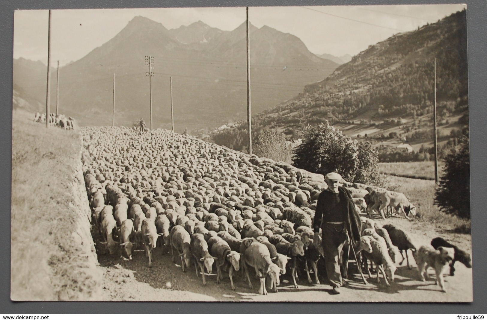 Le Briançonnais - Moutons - Les Transhumants - Ed. Thomas - Vers 1950 - Briancon