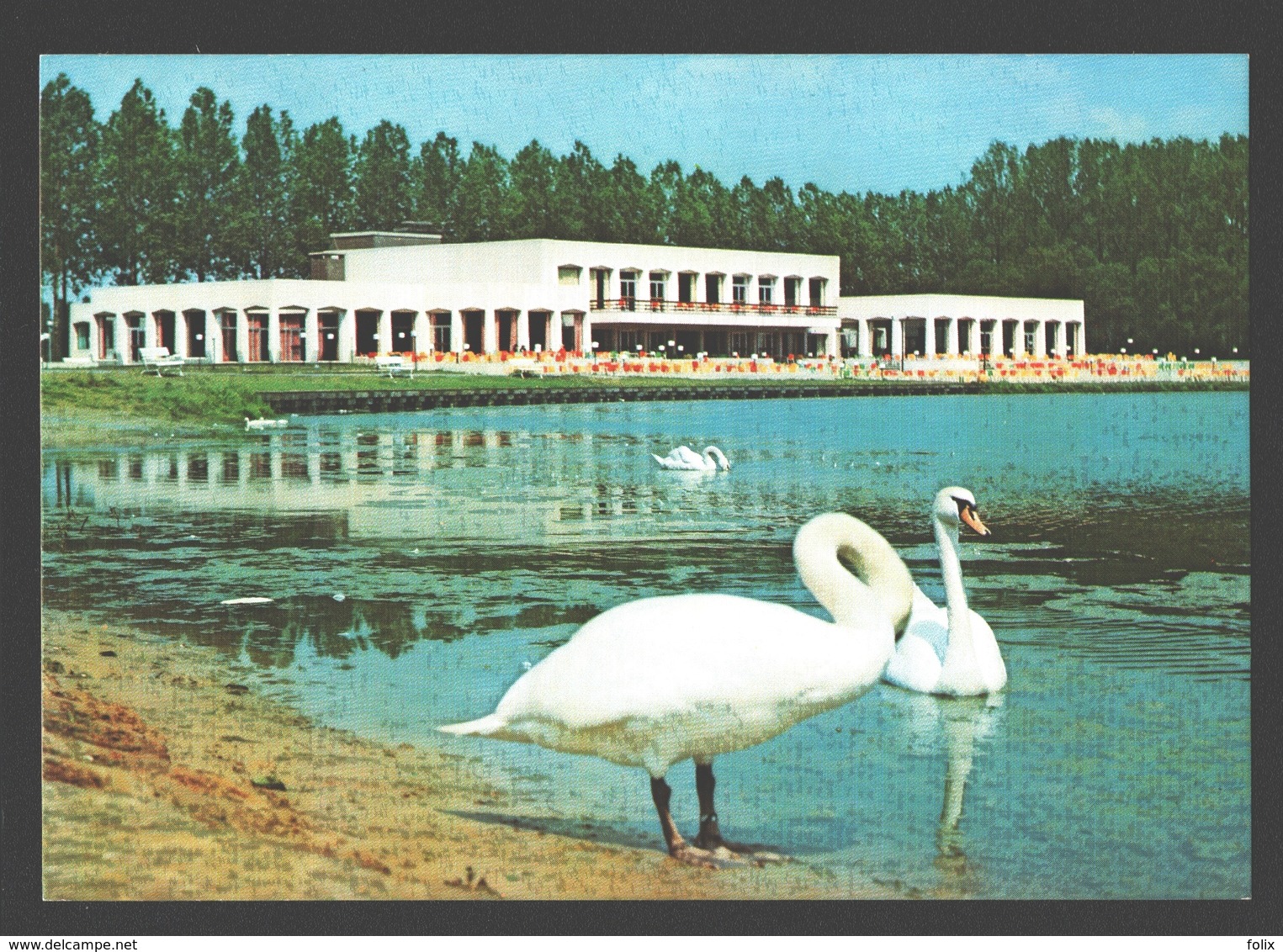 Wachtebeke - Provinciaal Domein Puyenbroeck - Zwaan / Cygne / Swan - Wachtebeke