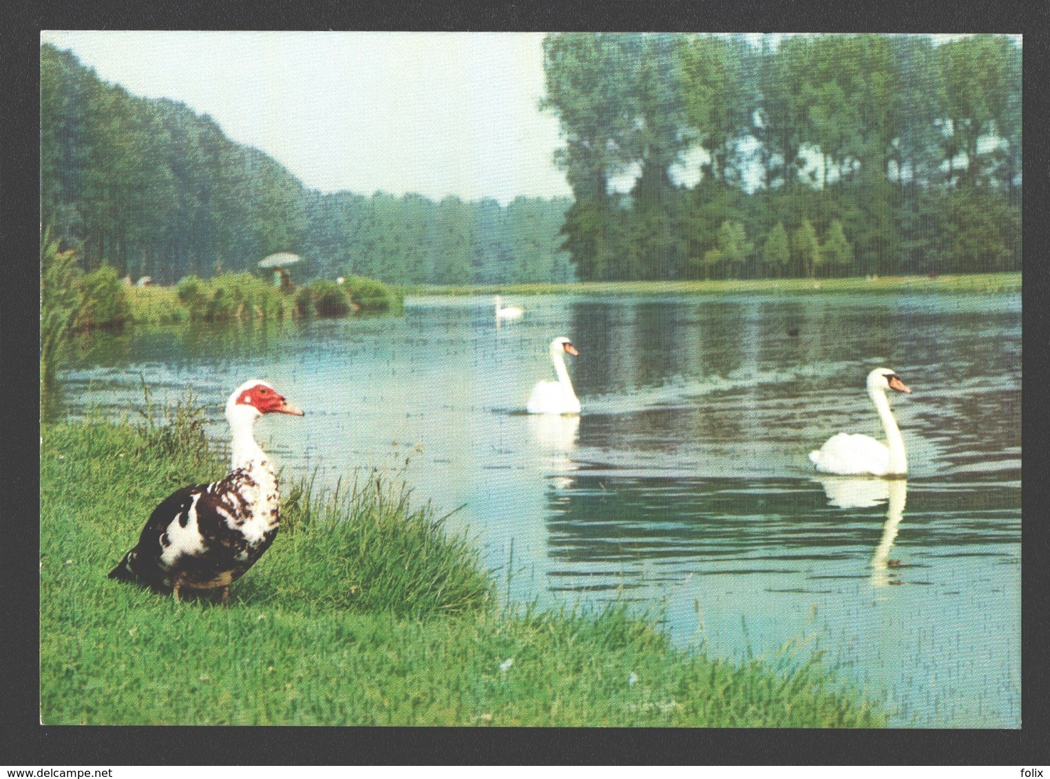 Wachtebeke - Provinciaal Domein Puyenbroeck - Zwaan / Cygne / Swan - Barbariet / Barbarie Eend - Wachtebeke