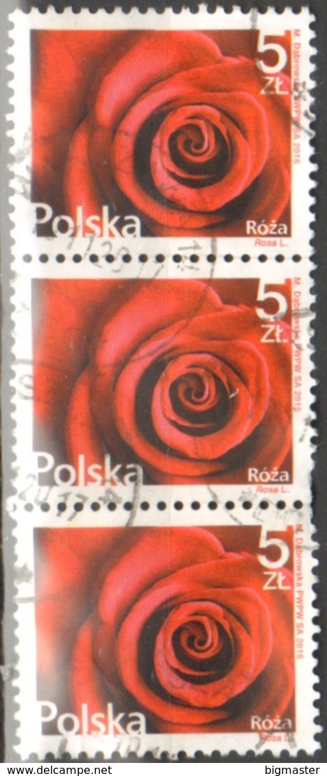 Polonia 2015 PL  Rose (Rosa L.) X 3 FU - Gebraucht