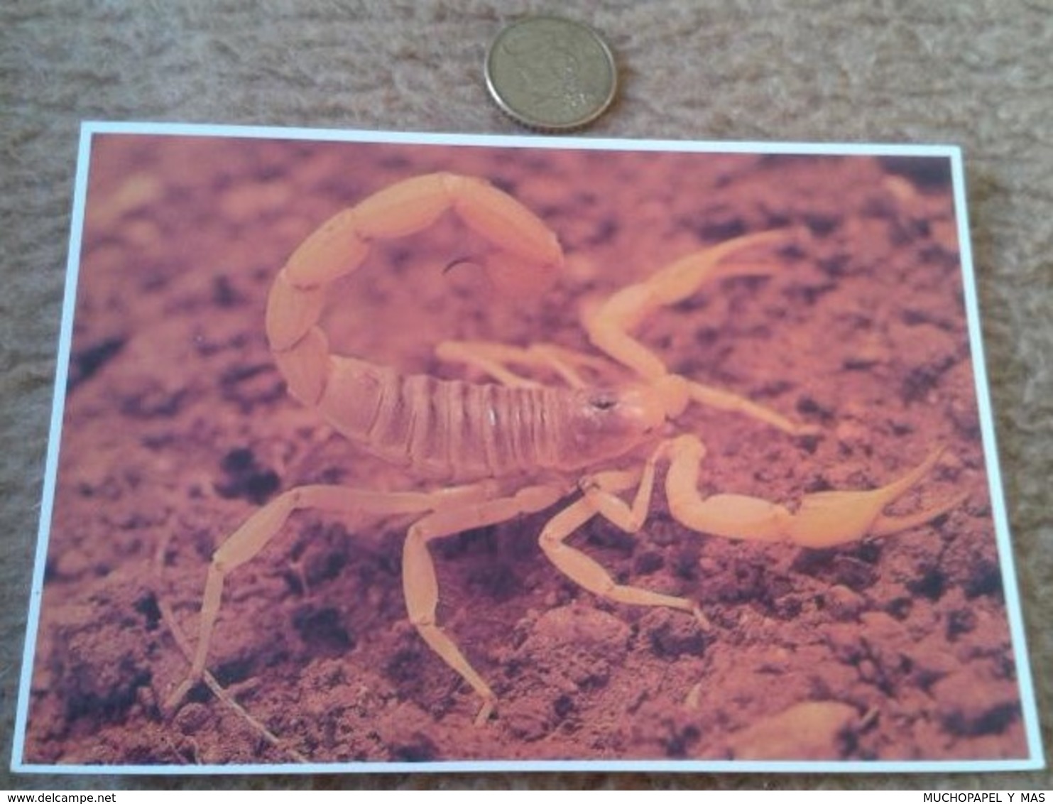 POSTAL CARTE POSTALE POST CARD ESCORPIÓN USA ESTADOS UNIDOS PETLEY PHOTO WILLIS PETERSON GIANT HAIRY SCORPION ANIMALS VE - Otros & Sin Clasificación