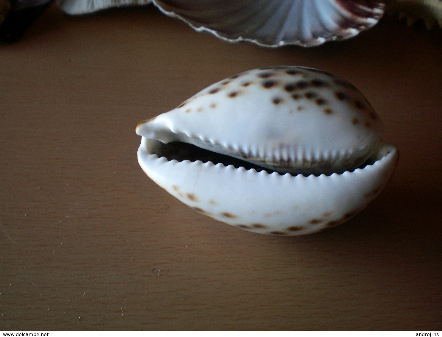 Shells - Coquillages