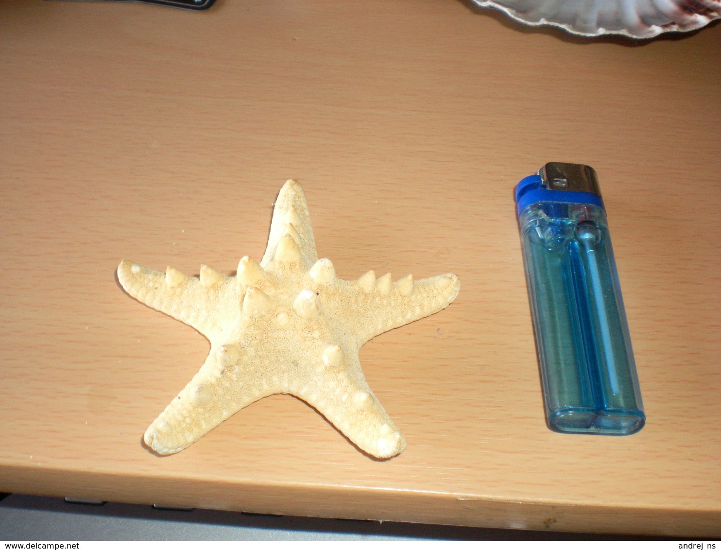 Starfish - Coquillages