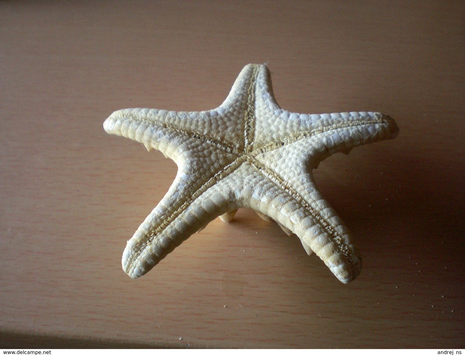 Starfish - Coquillages