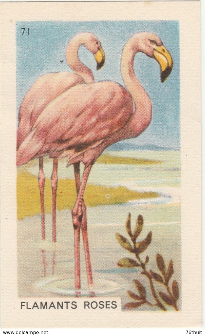 Entremets FRANCORUSSE - Image N° 71  - FLAMANTS ROSES - Other & Unclassified