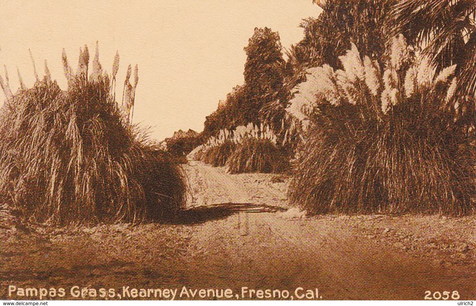 AK Fresno - California - Pampas Grass - Kearney Avenue (36517) - Fresno