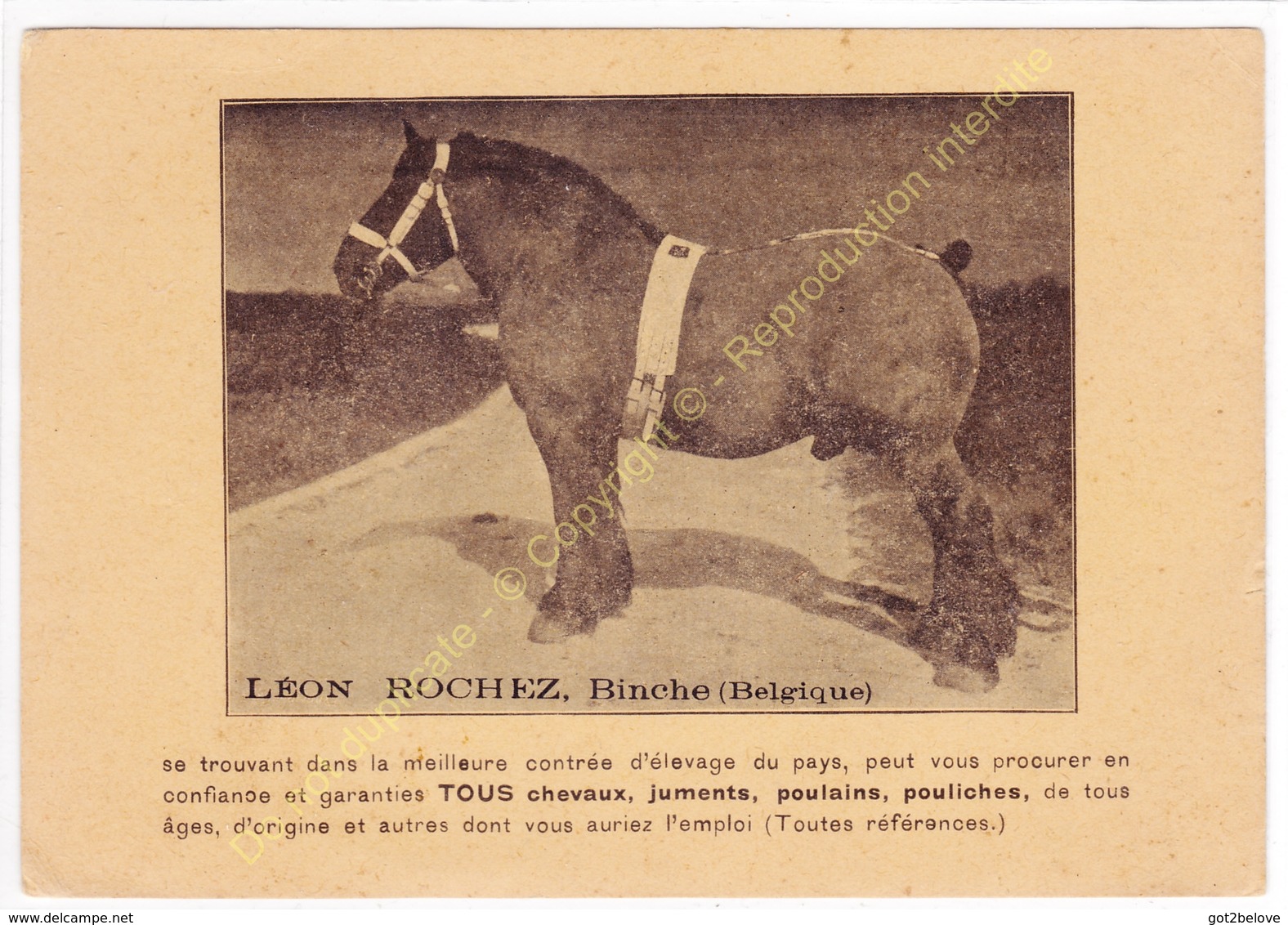 Top Rare Sépia Belgique BINCHE LéON ROCHEZ Commerce De Chevaux - Binche