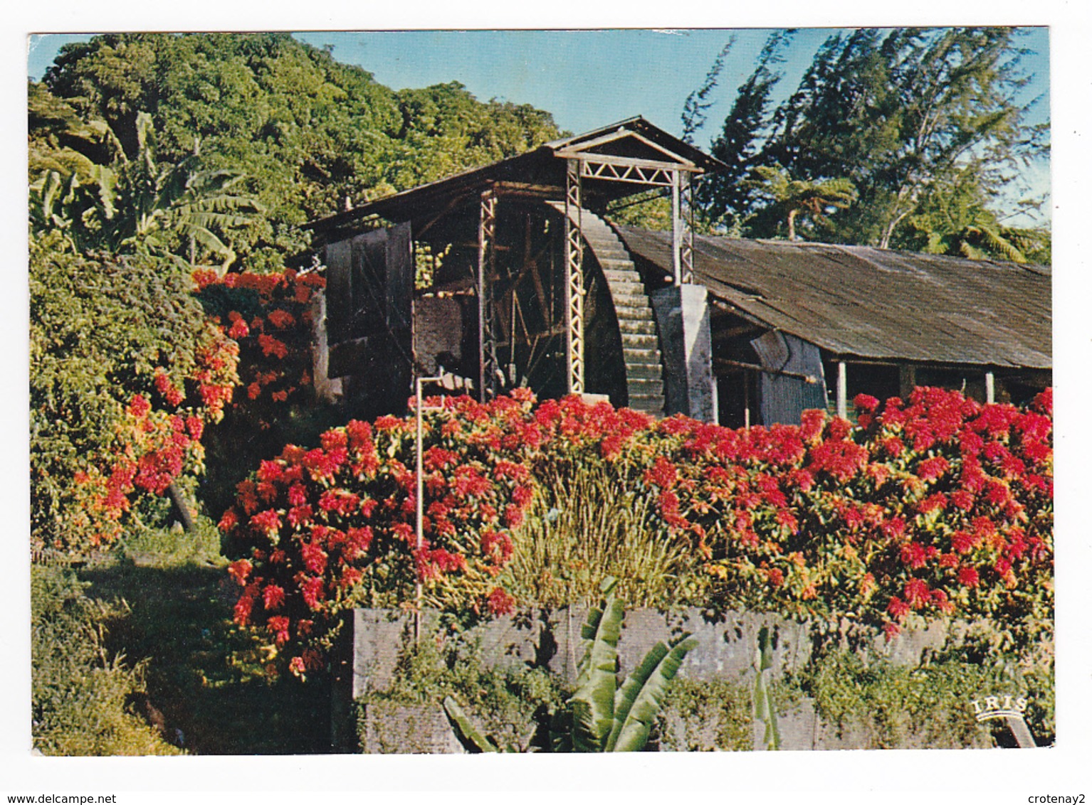 Martinique N°5625 Vieux Moulin Vers St Pierre Postée Aux Trois Ilets En 1981 - Otros & Sin Clasificación