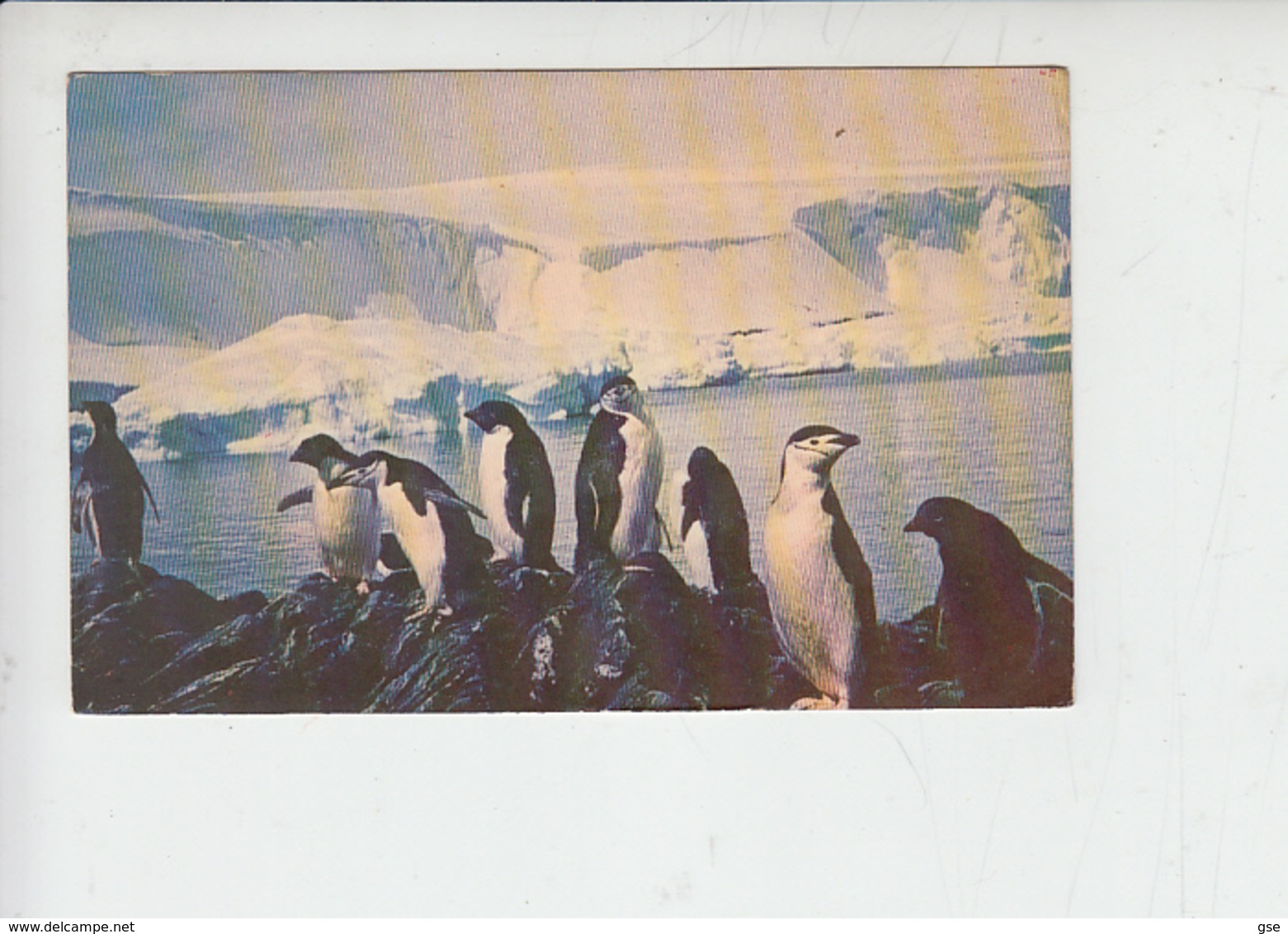 CILE (Antartico) . Punta Arenas  1974 - Pinguini - Fauna - Cile