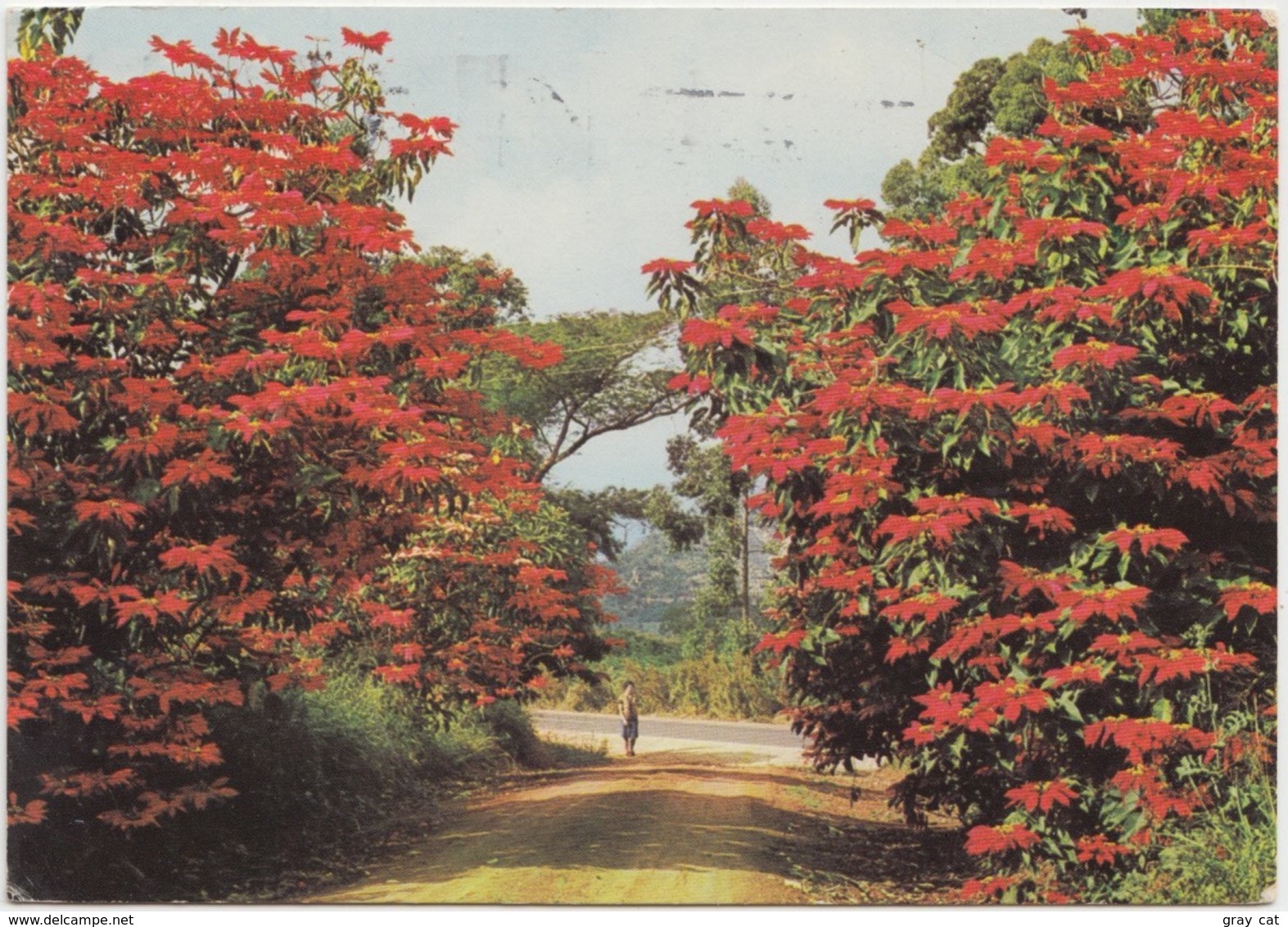 TRANSVAAL, Poinsettias Flowering At Tzaneen, Northern Transvaal, South Africa , 1974 Used Postcard [21837] - South Africa