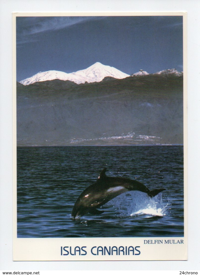 Grand Dauphin, Delfin Mular, Tursiops Truncatus, Islas Canarias, Iles Canaries, Photo Hanquet Sergio (18-2778) - Dauphins
