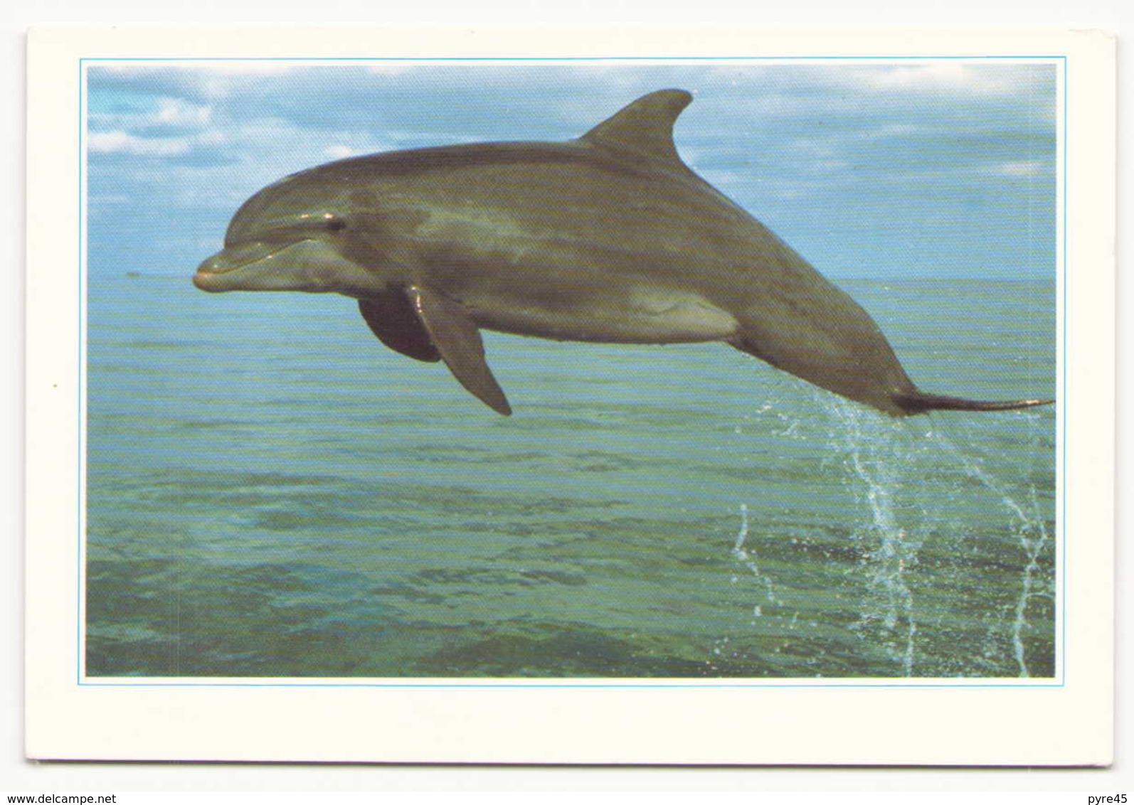 DAUPHINS - Dauphins