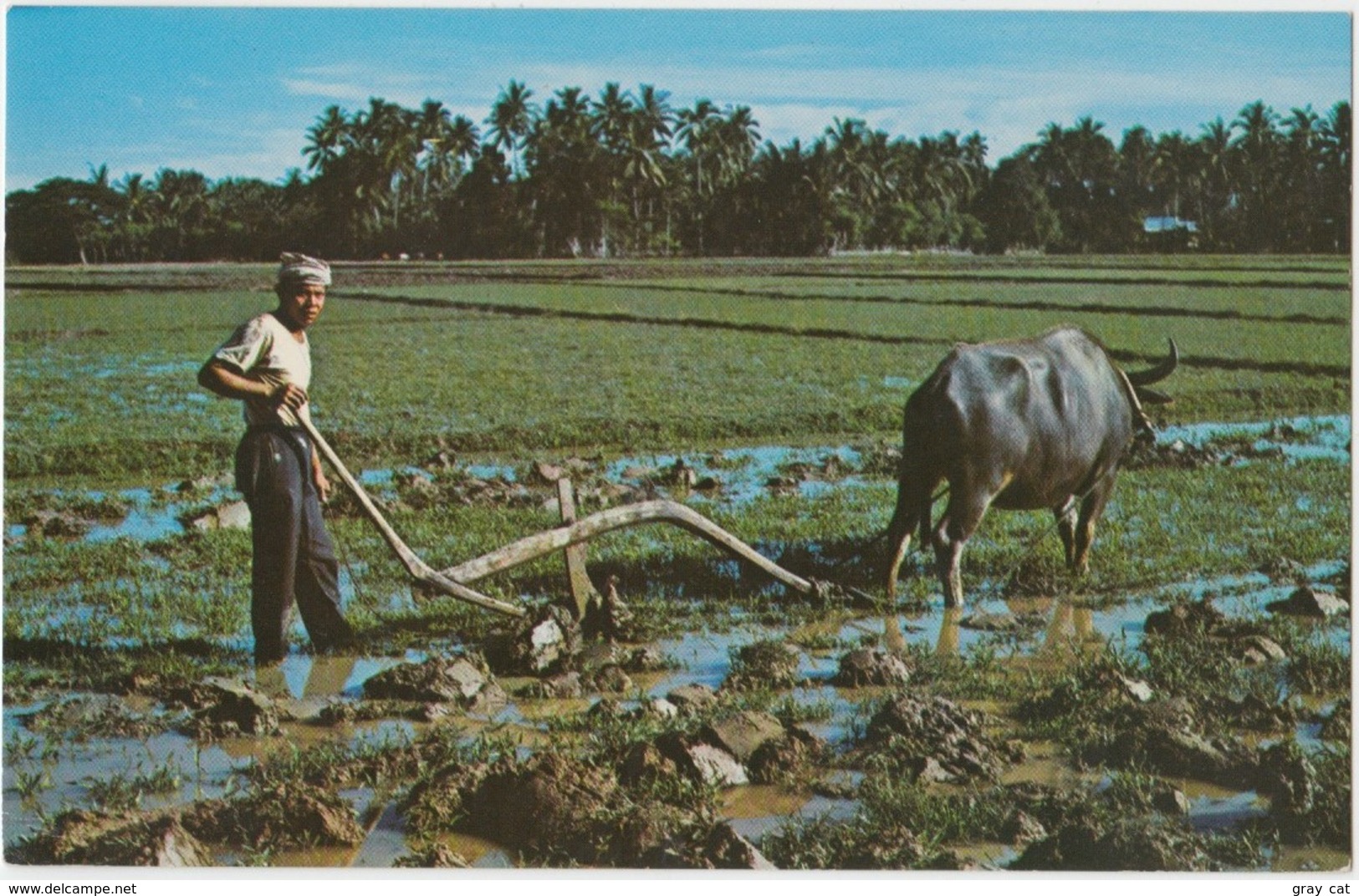 BUFFALO PLOUGHING KOTA BELUD, SABAH, Malaysia,  Unused Postcard [21861] - Malaysia